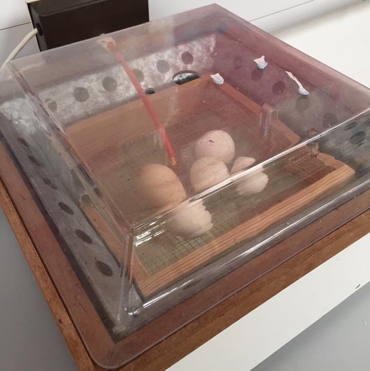 Our chicken eggs have arrived